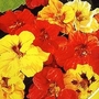 Nasturtium Double Gleam Mixed 1 packet (30 seeds)