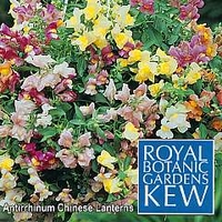 Royal Botanic Gardens Kew Range : Antirrhinum pendula multiflora Chinese Lanterns 1 packet