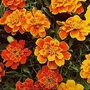 French Marigold Queen Series Mixed 1 packet (75 seeds)