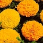 Tagetes erecta Galore Mixed F1 1 packet