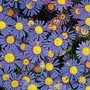 Felicia bergeriana 1 packet