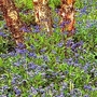 Forget-Me-Not : Royal Blue Improved 1 packet