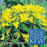 Royal Botanic Gardens Kew Range : Euphorbia Amjilassa 1 packet