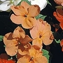 Busy Lizzie : Tempo Apricot 1 packet