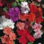 Busy Lizzie Tempo Series Mixed F1 1 packet (40 seeds)