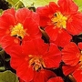 Nasturtium Whirlybird Cherry 1 packet (25 seeds)
