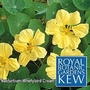 Royal Botanic Gardens Kew Range : Nasturtium Whirlybird Cream 1 packet
