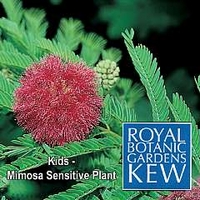 Kew for Kids : Mimosa Sensitive Plant 1 packet