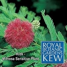 Kew for Kids : Mimosa Sensitive Plant 1 packet