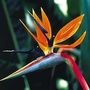 Bird of Paradise (Strelitzia reginae) : Exotic 1 packet