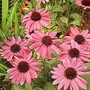 Coneflower T&M Hybrids 1 packet
