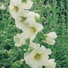 Edible Flowers : Althaea officinalis alba 1 packet