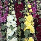 Edible Flowers : Althaea rosea Powder Puffs Mixed 1 packet