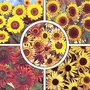 Sunflower For Cutting Collection 1 packet (5 foils) (70 seeds)