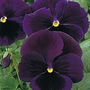 Pansy Bingo Deep Purple F1 1 packet (20 seeds)