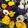 Pansy Universal Mixed F1 1 packet (35 seeds)