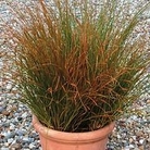 Grass - Ornamental : Carex Prairie Fire 1 packet