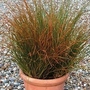 Grass - Ornamental : Carex Prairie Fire 1 packet