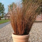 Grass - Ornamental : Carex Red Rooster 1 packet