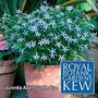 Royal Botanic Gardens Kew Range : Laurentia Avant-Garde Blue 1 packet