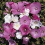 Lavatera trimestris mixed 1 packet