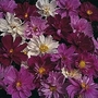 Cosmos Bipinnatus Psyche Mixed 1 packet (100 seeds)
