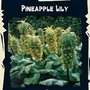 Pineapple Lily (Eucomis Bicolor) : Exotic 1 packet