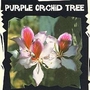 Bauhinia Variegata (Purple Orchid Tree) : Exotic 1 packet