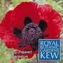 Kew : Poppy (Papaver) Bracteatum 1 packet (100 seeds)