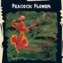 Exotic : Peacock Flower (Caesalpinia Pulcherrima) 1 packet (10 seeds)