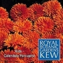 Kew For Kids : Calendula Porcupine 1 packet (200 seeds)