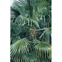 Exotic : Trachycarpus Fortunei (Windmill Palm) 1 packet (10 seeds)