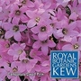 Kew : Campanula Lactiflora Dwarf Pink 1 packet (200 seeds)