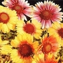 Gaillardia grandiflora T&M Reselected Hybrids 1 packet