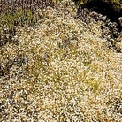 Gypsophila paniculata 1 packet
