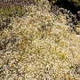 Gypsophila paniculata 1 packet