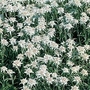 Leonotopodium Alpinum  1 packet (300 seeds)