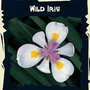 Exotic : Iris - Wild Iris 1 packet (10 seeds)