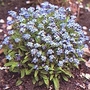 Forget-Me-Not : Blue Ball 1 packet