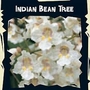 Indian Bean Tree (Catalpa bignonioides) : Exotic 1 packet