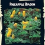 Cytisus battandieri (Pineapple Broom) : Exotic 1 packet