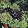 Basil : The Spice Boys Collection (Ocimum Minimum) 1 packet (1500 seeds)