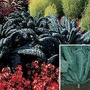 Brassica oleracea Acephala Black Tuscany 1 packet