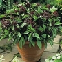 Basil : Siam Queen (Ocimum Minimum) 1 packet (100 seeds)