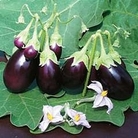 Egg Plant : Baby Rosanna F1 Hybrid 1 packet