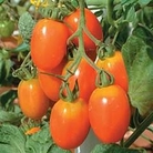 Tomato : Rosada F1 Hybrid 1 packet