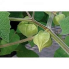 Cape Gooseberry - Golden Berry Little Lanterns 1 packet