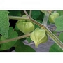 Cape Gooseberry -  Golden Berry Little Lanterns 1 packet