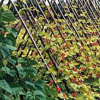 Runner Bean : Sun Bright 1 packet