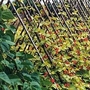Runner Bean : Sun Bright 1 packet